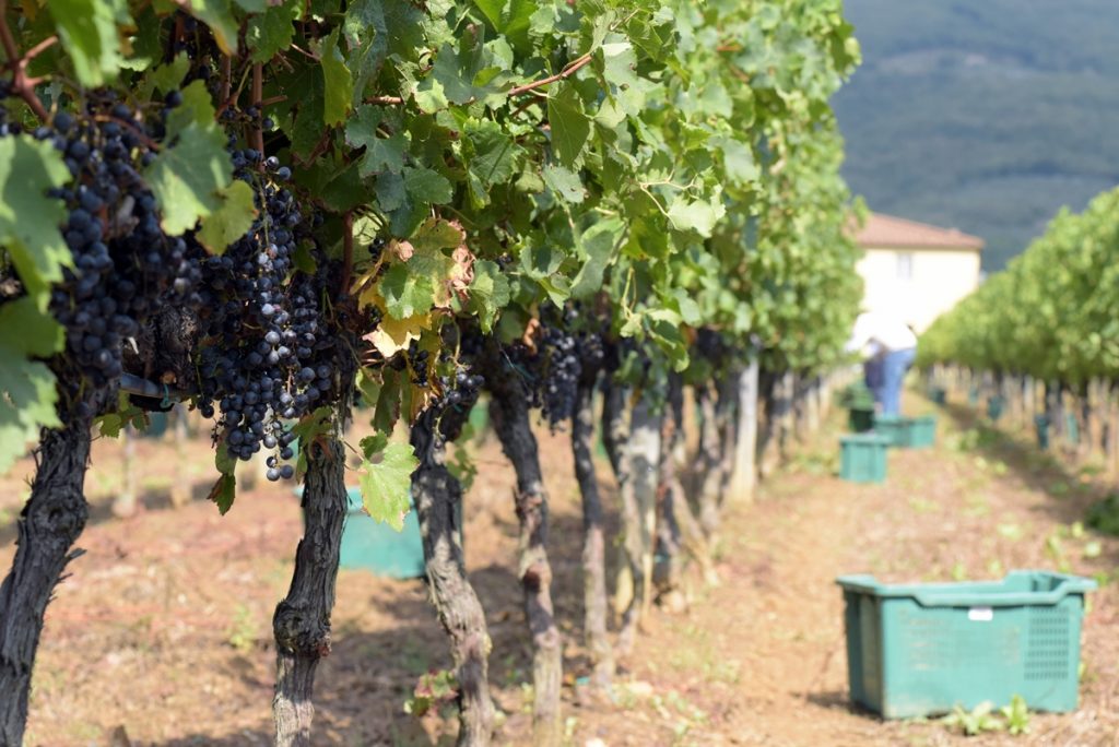 a_il-borro-vendemmia-2016_momenti-di-raccolta-ph-marcobadiani-10